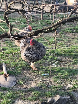 Pui Plymouth Rock Barat  - imagine 4