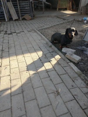 vând cățel Tekel  - imagine 2