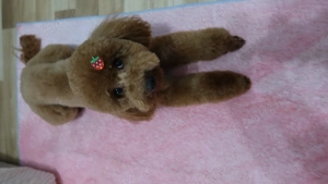 Sweet friendly female dog - imagine 2