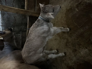 Vând vitel - imagine 2