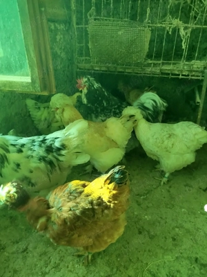 ouă pentru incubat găini moțate  - imagine 5