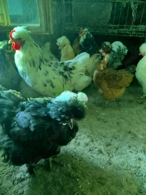 ouă pentru incubat găini moțate  - imagine 2