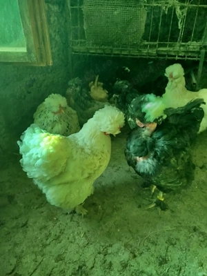 ouă pentru incubat găini moțate  - imagine 3