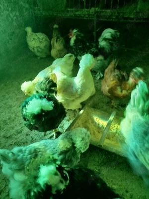 ouă pentru incubat găini moțate  - imagine 4