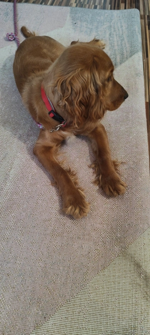 Cocher spaniol talie mică  - imagine 3