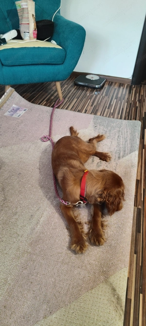 Cocher spaniol talie mică  - imagine 5