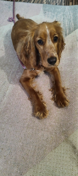 Cocher spaniol talie mică  - imagine 4