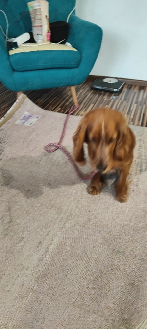 Cocher spaniol talie mică  - imagine 2