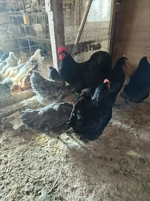 ouă pentru incubat de la găini australorp  - imagine 2