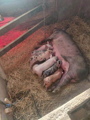 Purcei vinzare rasa petrian  sunt castrati 