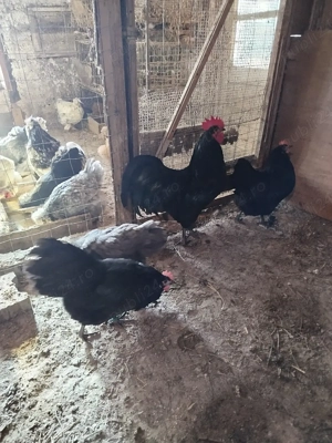 ouă pentru incubat de la găini australorp 