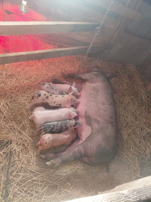 Purcei vinzare rasa petrian  sunt castrati  - imagine 2