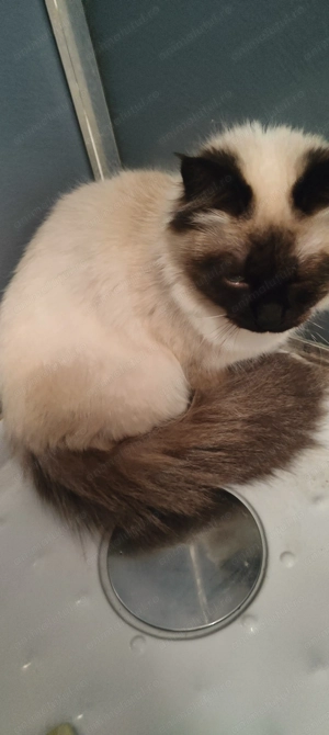 Pisicuță ragdoll  - imagine 2