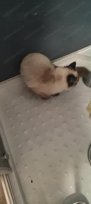 Pisicuță ragdoll  - imagine 5