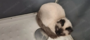 Pisicuță ragdoll  - imagine 3
