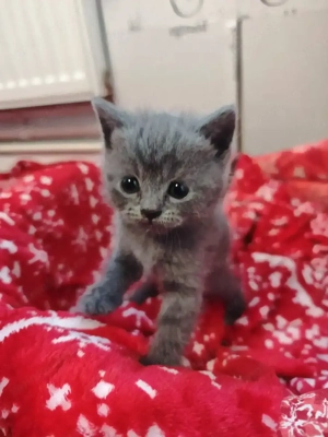British shorthair blue
