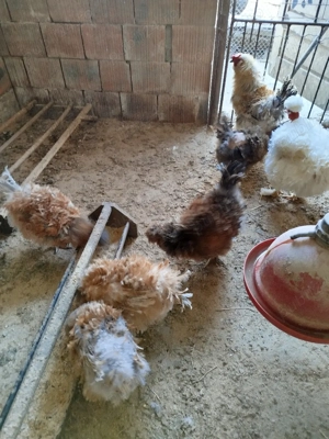 ouă pentru incubat de la găini frizate  - imagine 2