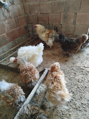 ouă pentru incubat de la găini frizate 