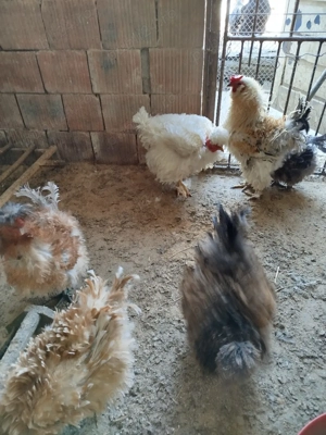 ouă pentru incubat de la găini frizate  - imagine 3