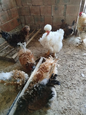 ouă pentru incubat de la găini frizate  - imagine 4