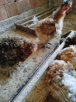 ouă pentru incubat de la găini frizate  - imagine 5