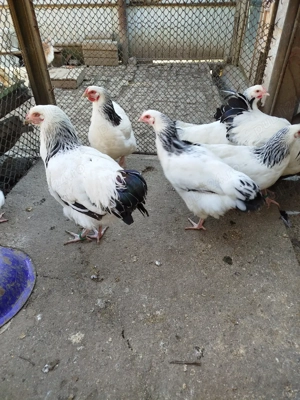 ouă pentru incubat de la găini sussex  - imagine 5