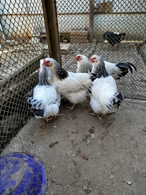 ouă pentru incubat de la găini sussex  - imagine 4