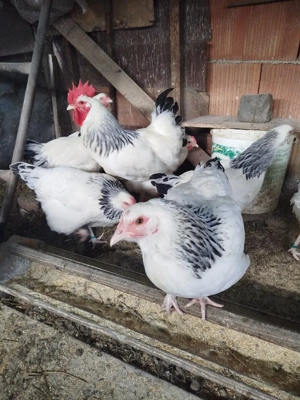 ouă pentru incubat de la găini sussex  - imagine 3