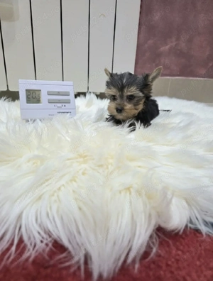 Yorkshire terrier fetite și băieți 