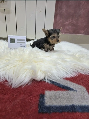 Yorkshire terrier fetite și băieți  - imagine 2