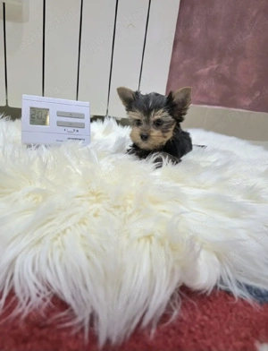 Yorkshire terrier fetite și băieți  - imagine 4