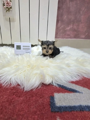 Yorkshire terrier fetite și băieți  - imagine 5