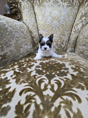 Yorkshire terrier biewer  - imagine 3