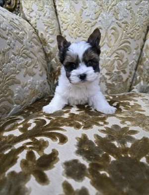 Yorkshire terrier biewer  - imagine 2