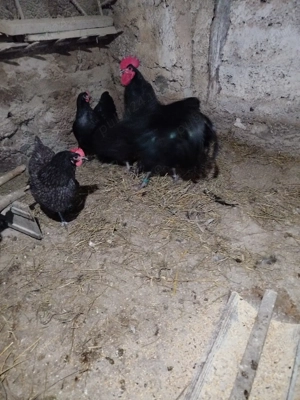 ouă pentru incubat de la găini australorp  - imagine 5