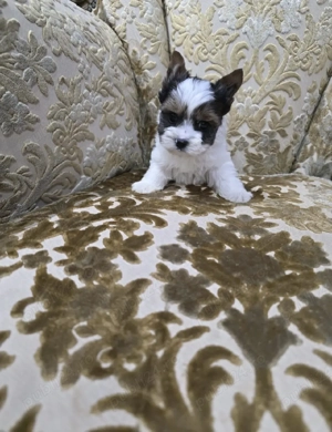 Yorkshire terrier biewer 