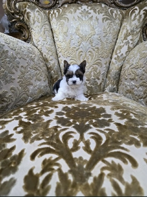 Yorkshire terrier biewer  - imagine 4