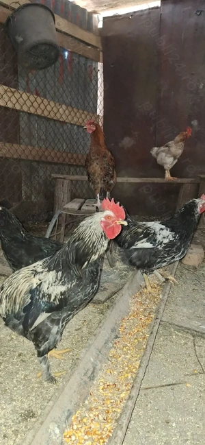 Vând cocoși  de casă!  - imagine 5