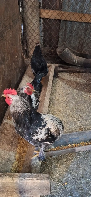 Vând cocoși  de casă!  - imagine 3