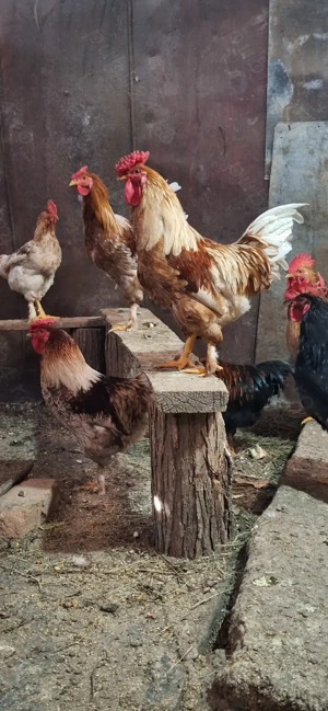 Vând cocoși  de casă!  - imagine 2