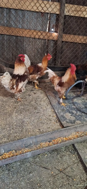 Vând cocoși  de casă!  - imagine 4