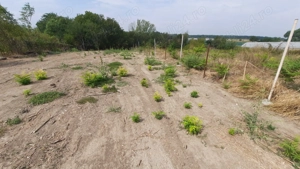 Teren deosebit langa Bucuresti - imagine 4