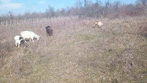 vând turmă de capre  - imagine 2