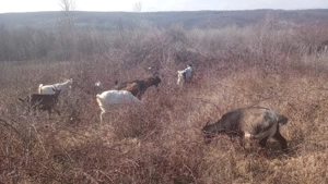 vând turmă de capre  - imagine 3