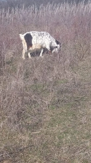 vând turmă de capre  - imagine 4