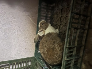 vând iepuroaice  - imagine 3