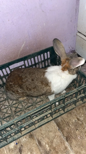 vând iepuroaice  - imagine 2