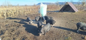 Purcei, godani de vanzare