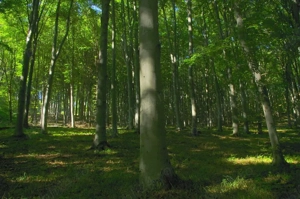 Pădure, 3 hectare ,suprafață compactă  Variante. 