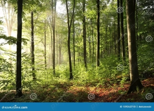 Pădure, 3 hectare ,suprafață compactă  Variante.  - imagine 3